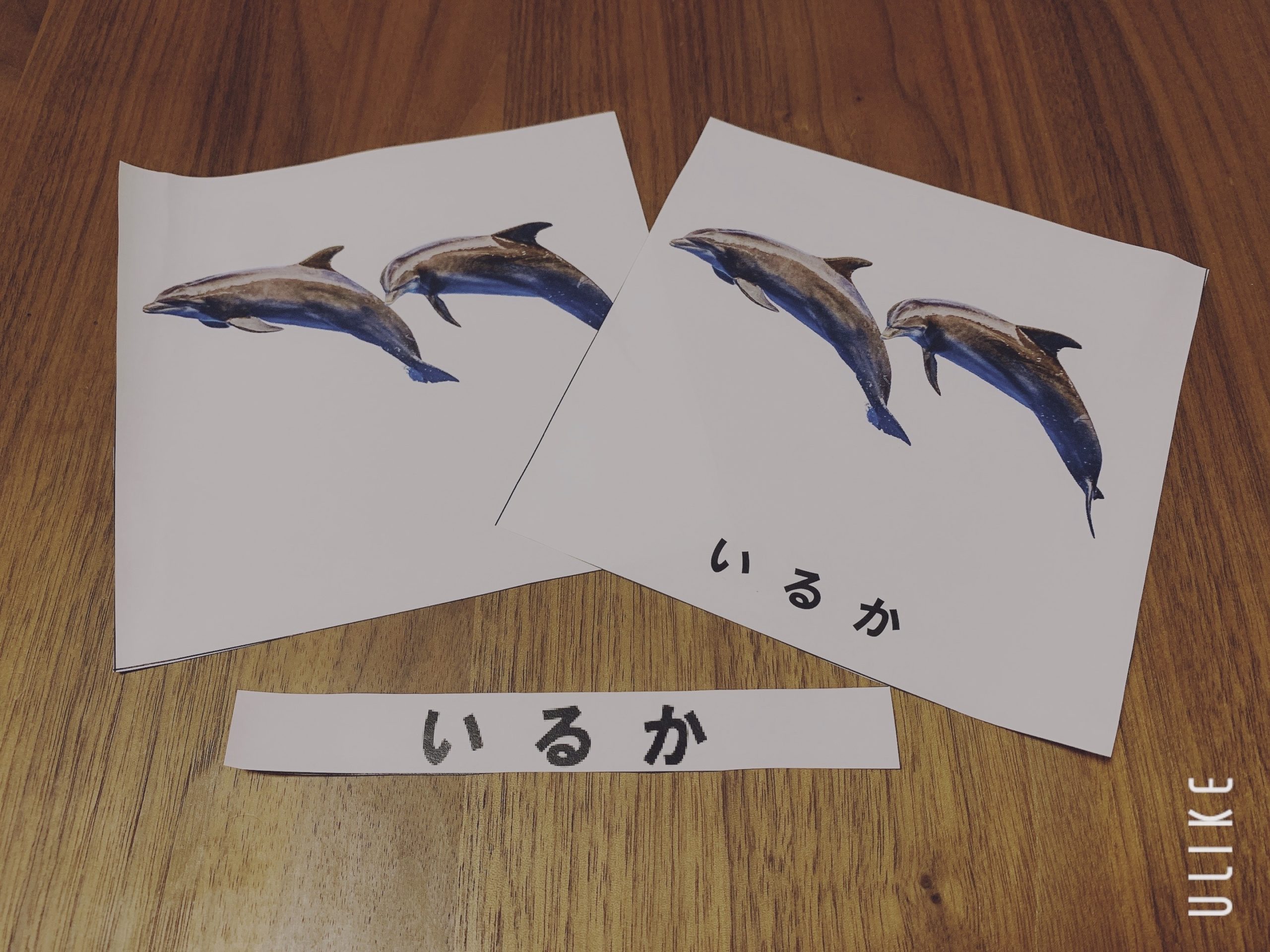 おうちモンテや知育で使える 海の生き物 の絵カード 無料ダウンロード おうちdeモンテ